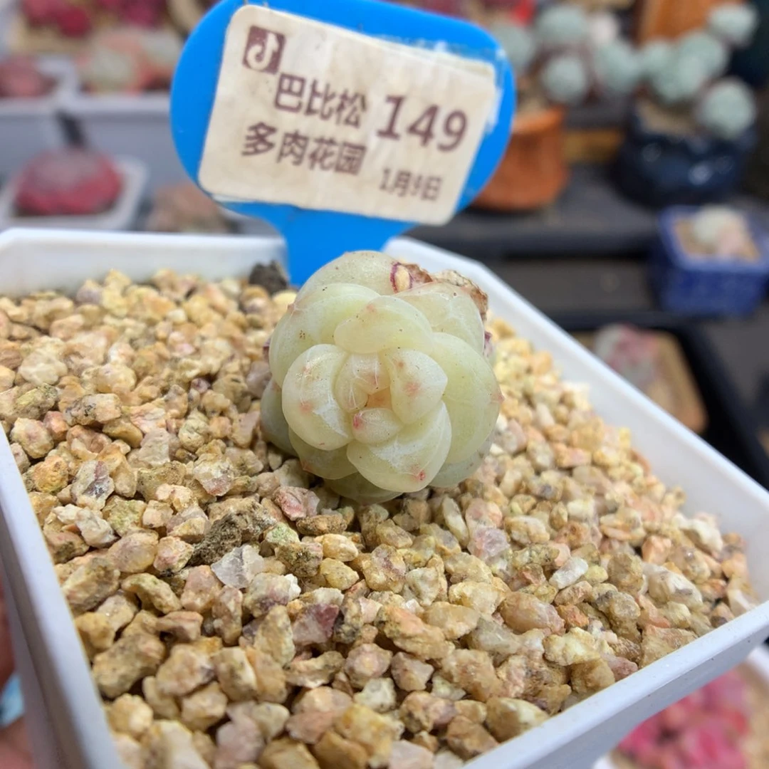 王****?149冰玉石化多肉植物福利