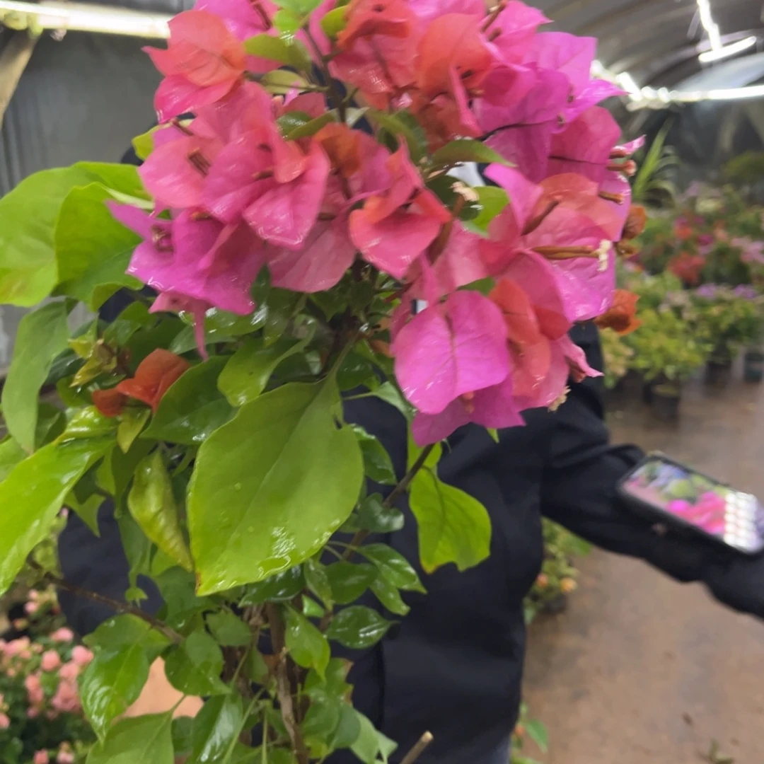 完全开放（米奇）三角梅会落花落叶会光杆苗有大有小