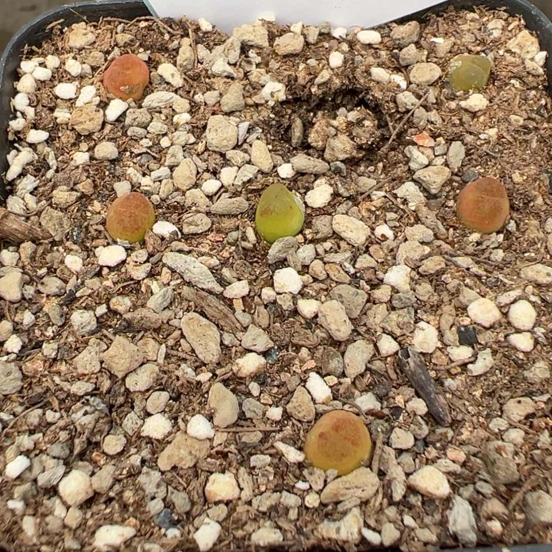 6-34量拍园艺雪茄一颗。多肉