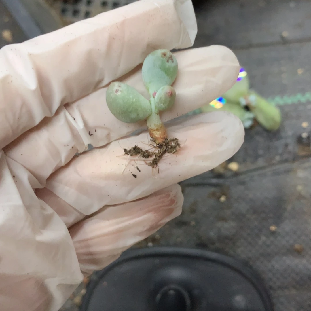 491 米可奶酪多肉