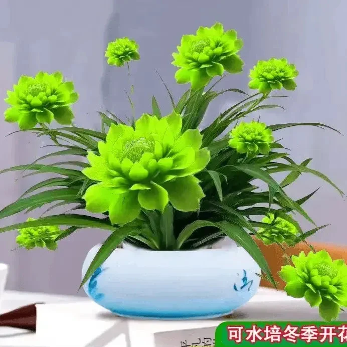 【浓香驱蚊】浓香型月光兰种球绿植水培大全耐旱耐热四季开花水土养