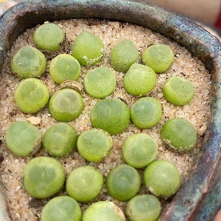 紫皮拉登一颗   0.6-0.8厘米