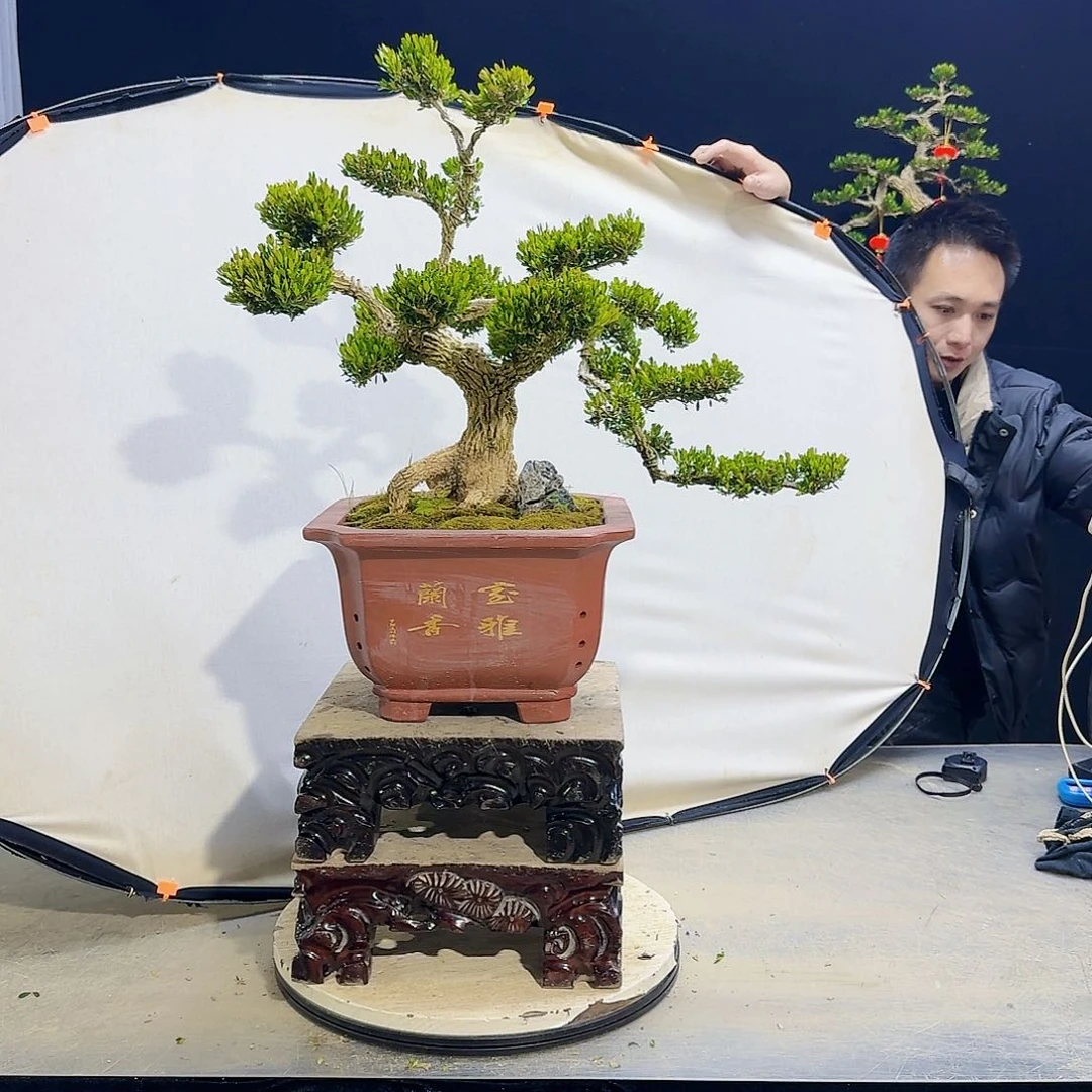 高端盆景艺术作品