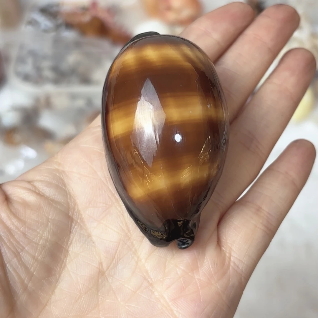 棉***花天然海螺标本福利