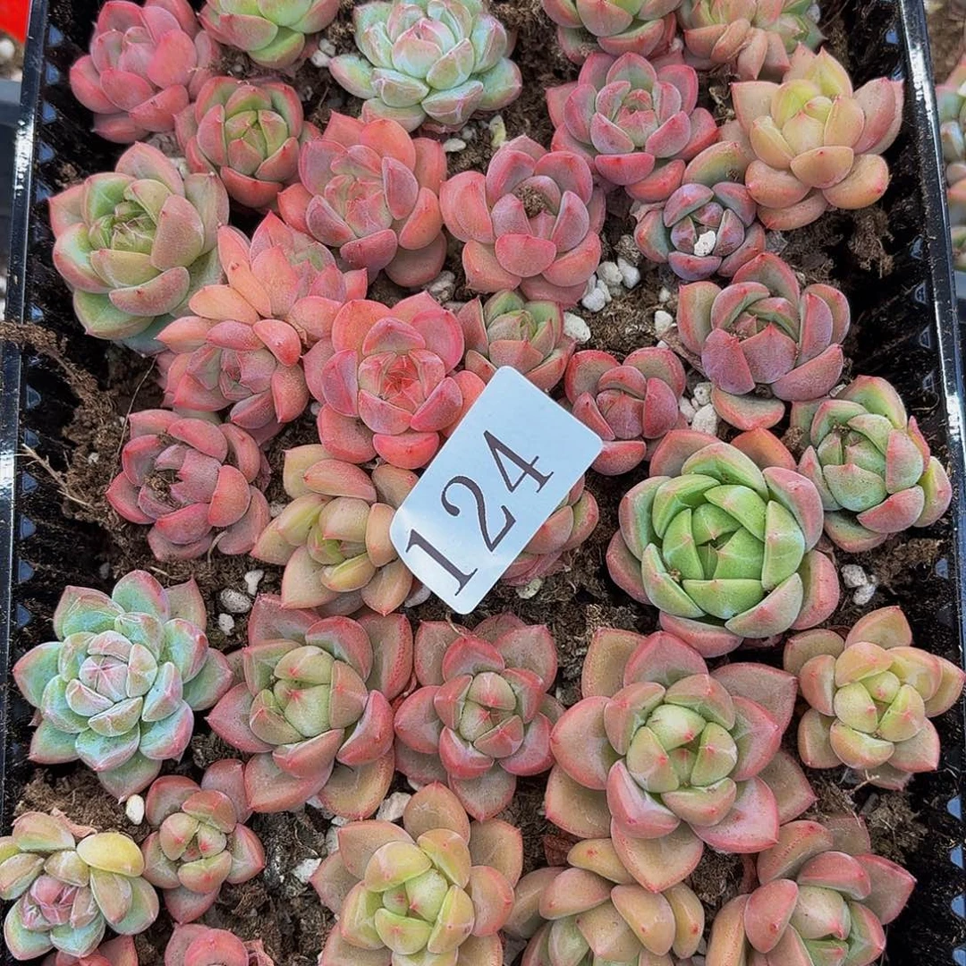 猫*娘多肉植物多肉植物124