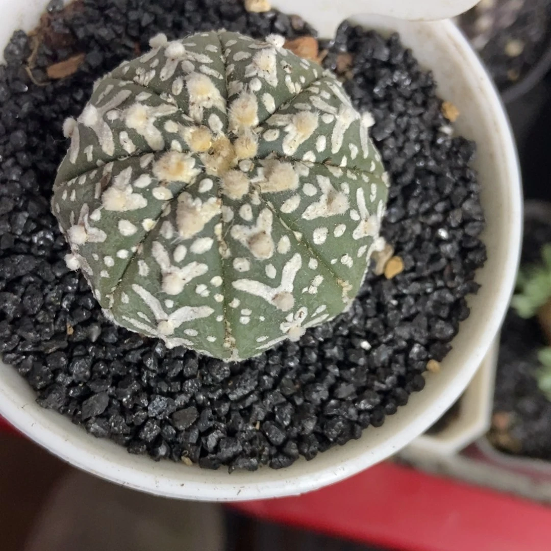 V兜兜一个一物一拍