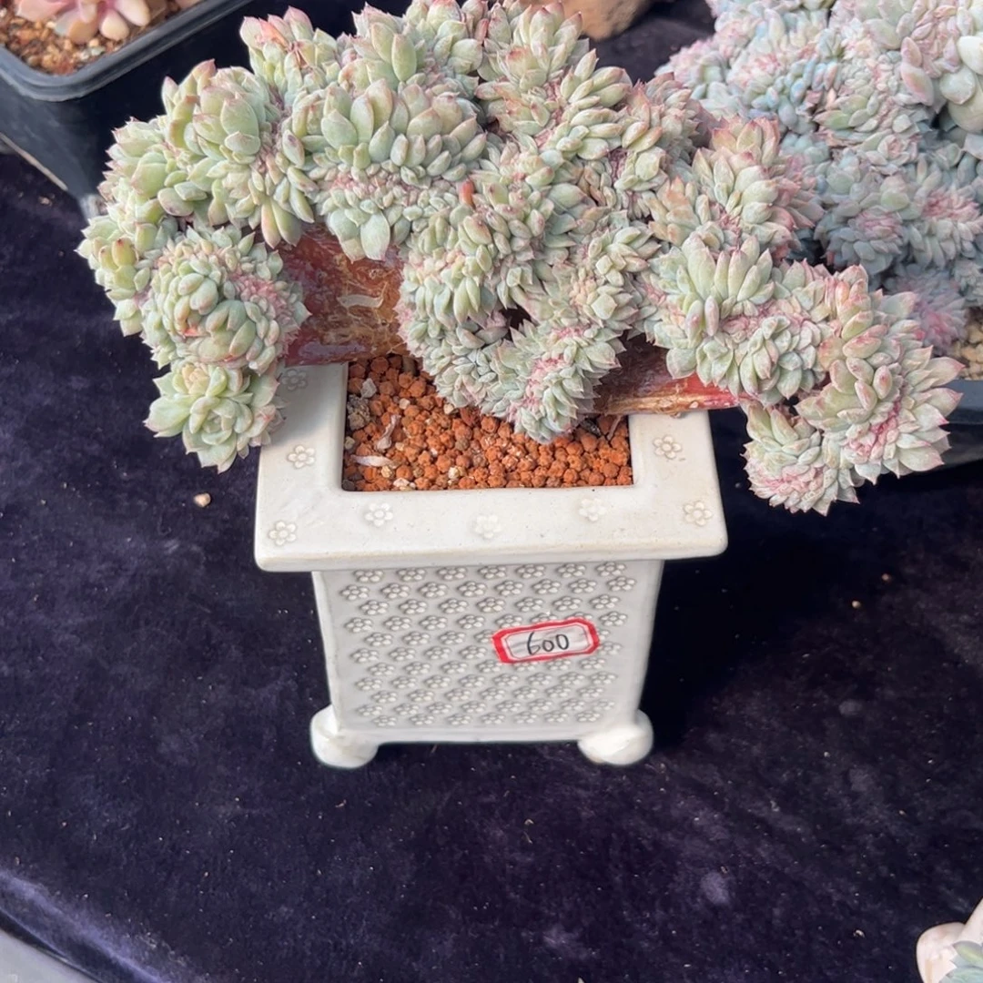 A***I 新年快乐新年快乐