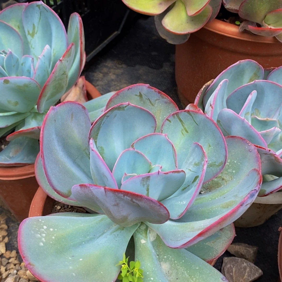 布鲁克林的蓝单头叶展冠服20