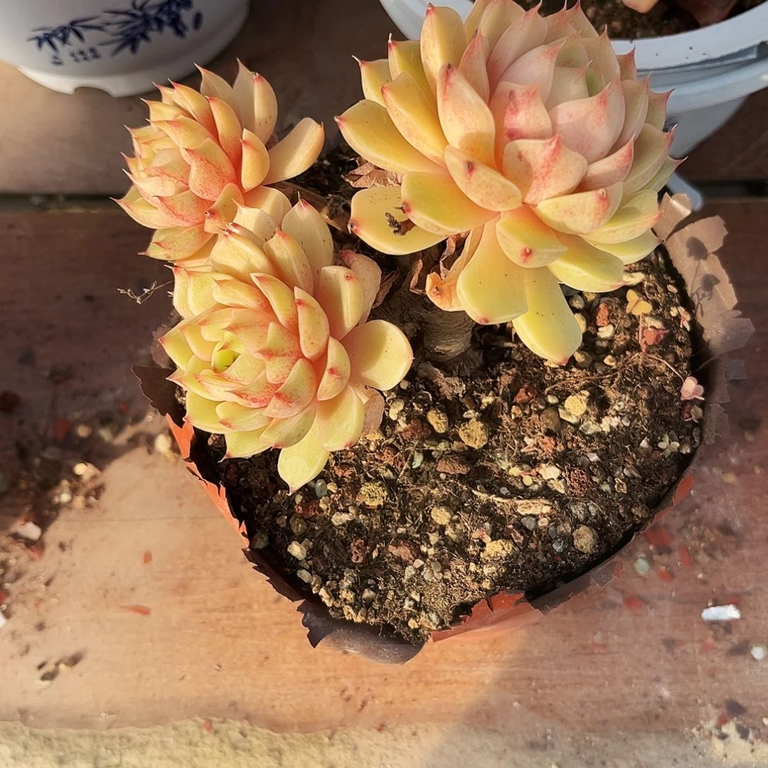 温***城11多肉植物提取萃取剂中