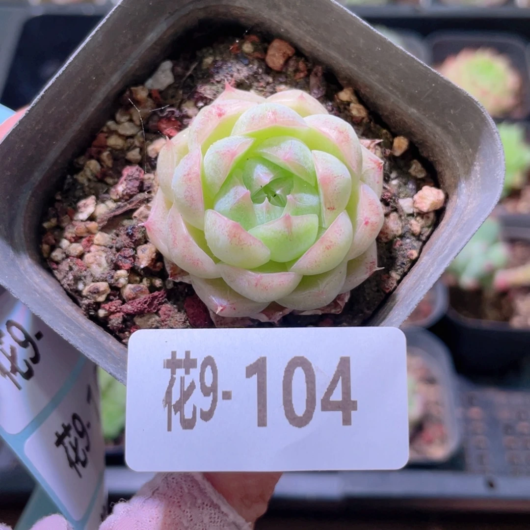 花利美9-104麦秆单头