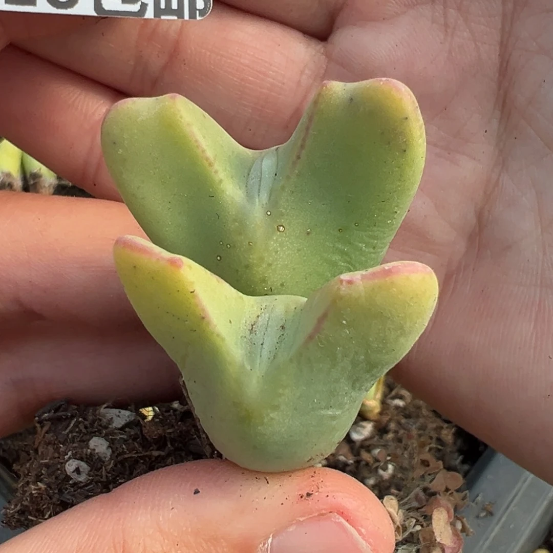 【闪购商品】740……