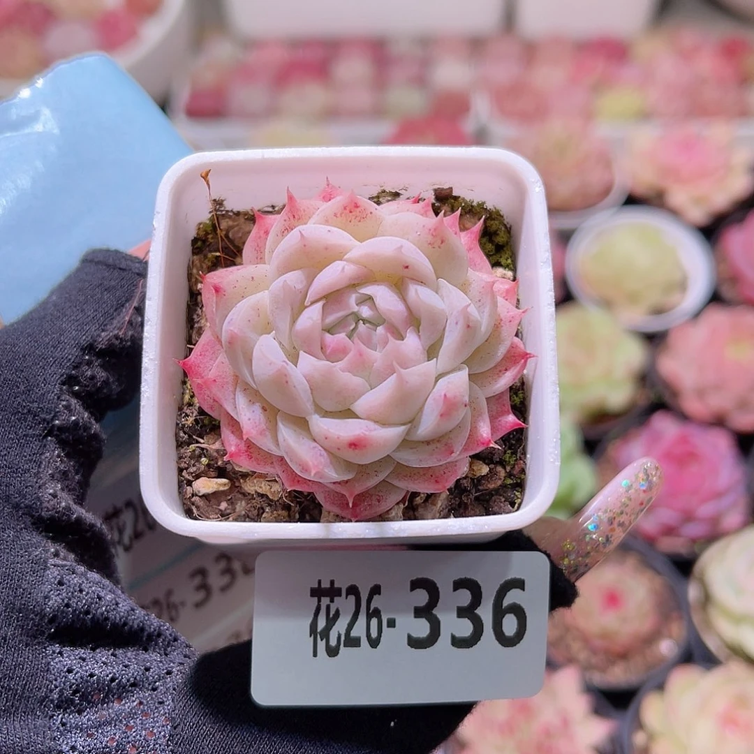 花利美26-336美瞳