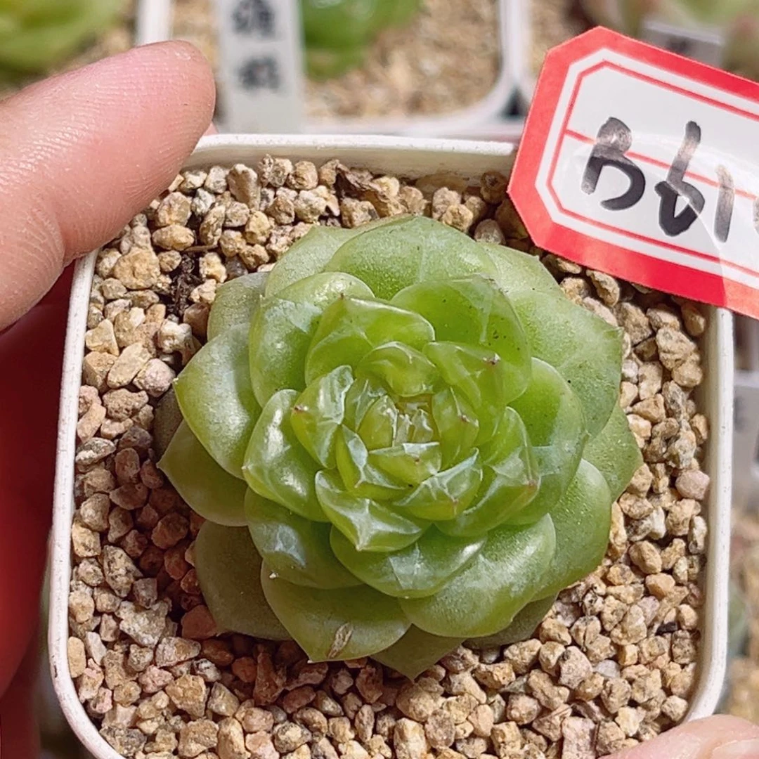 B610 一物一拍 无名珍妮