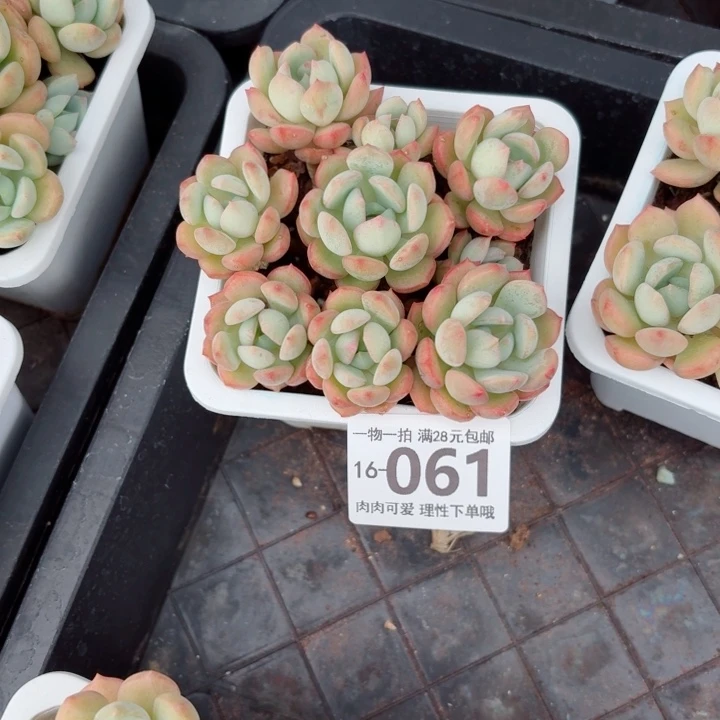 蜜桃格林无盆土发货多肉多