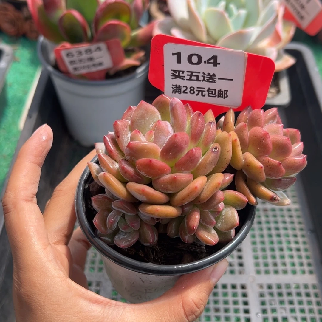 表妹精品多肉植物104.