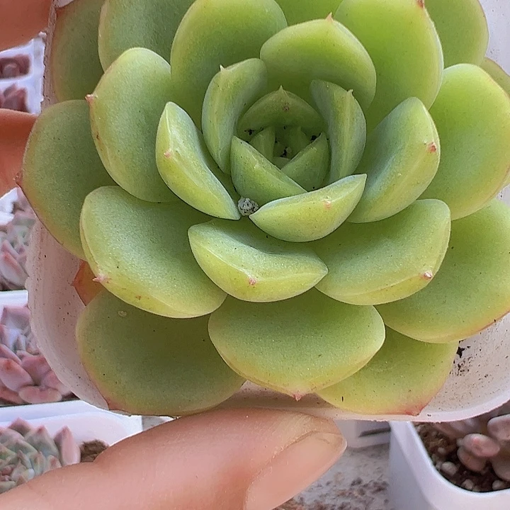 绿宝包多肉19包邮
