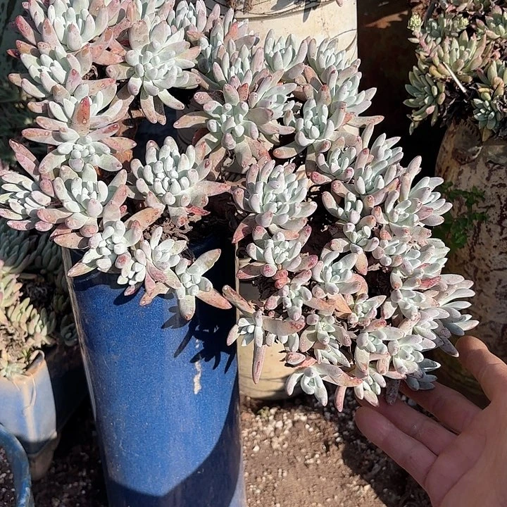 乞****）仙女杯多肉植物提取