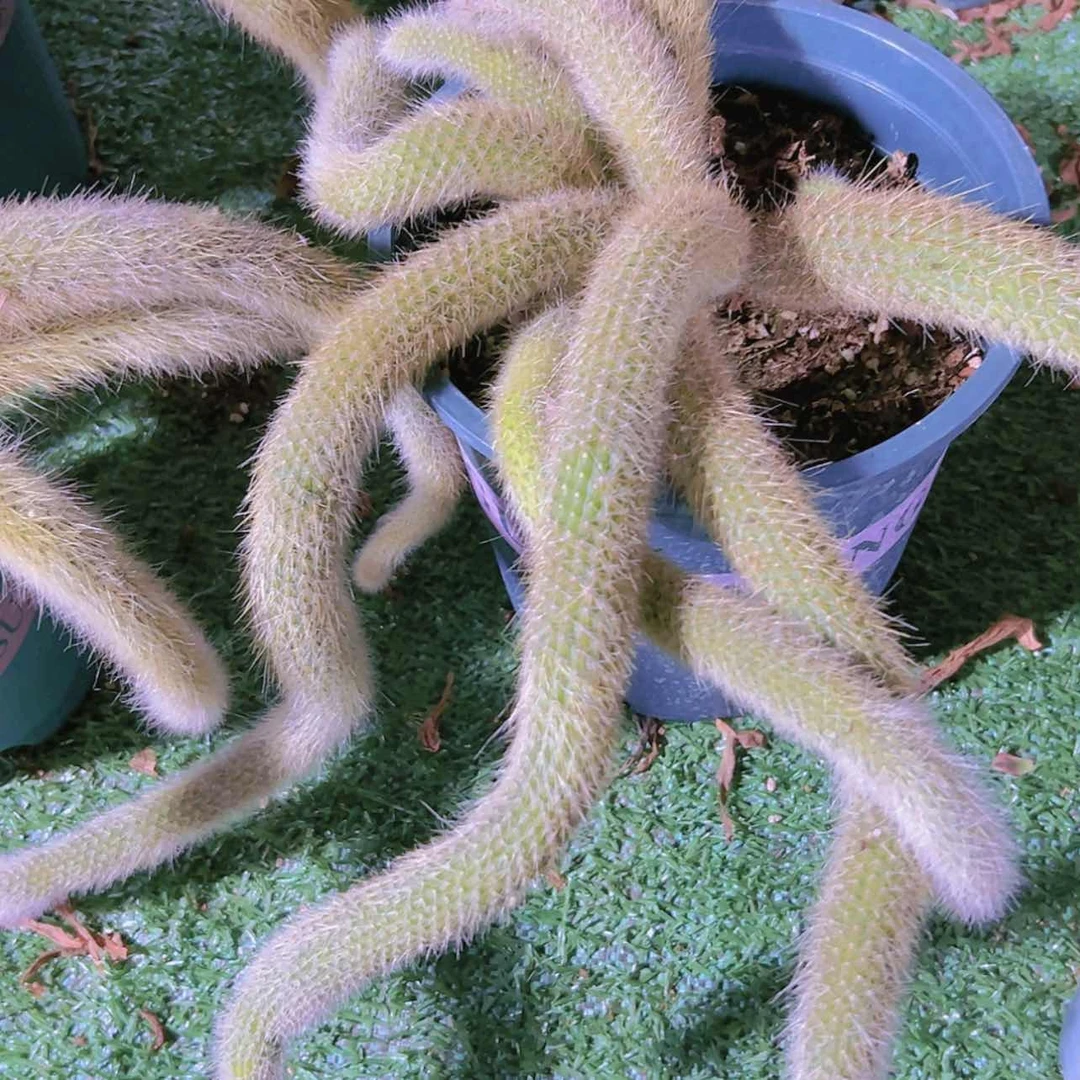 【闪购商品】大群无砍九尾狐瑕疵