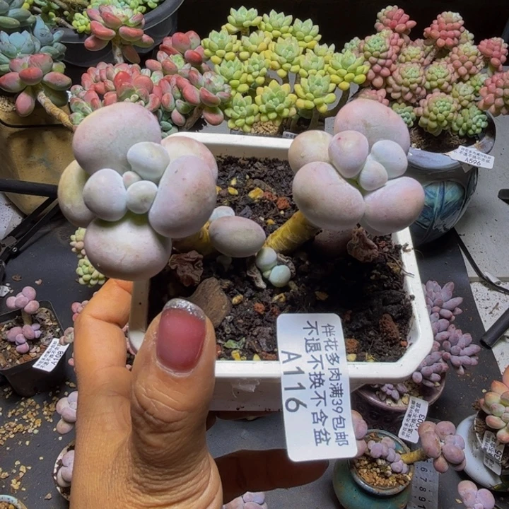芭比奶酪116/8cm多肉