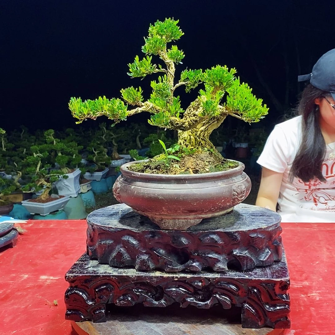 路***表无花朵广东雀舌黄杨盆景
