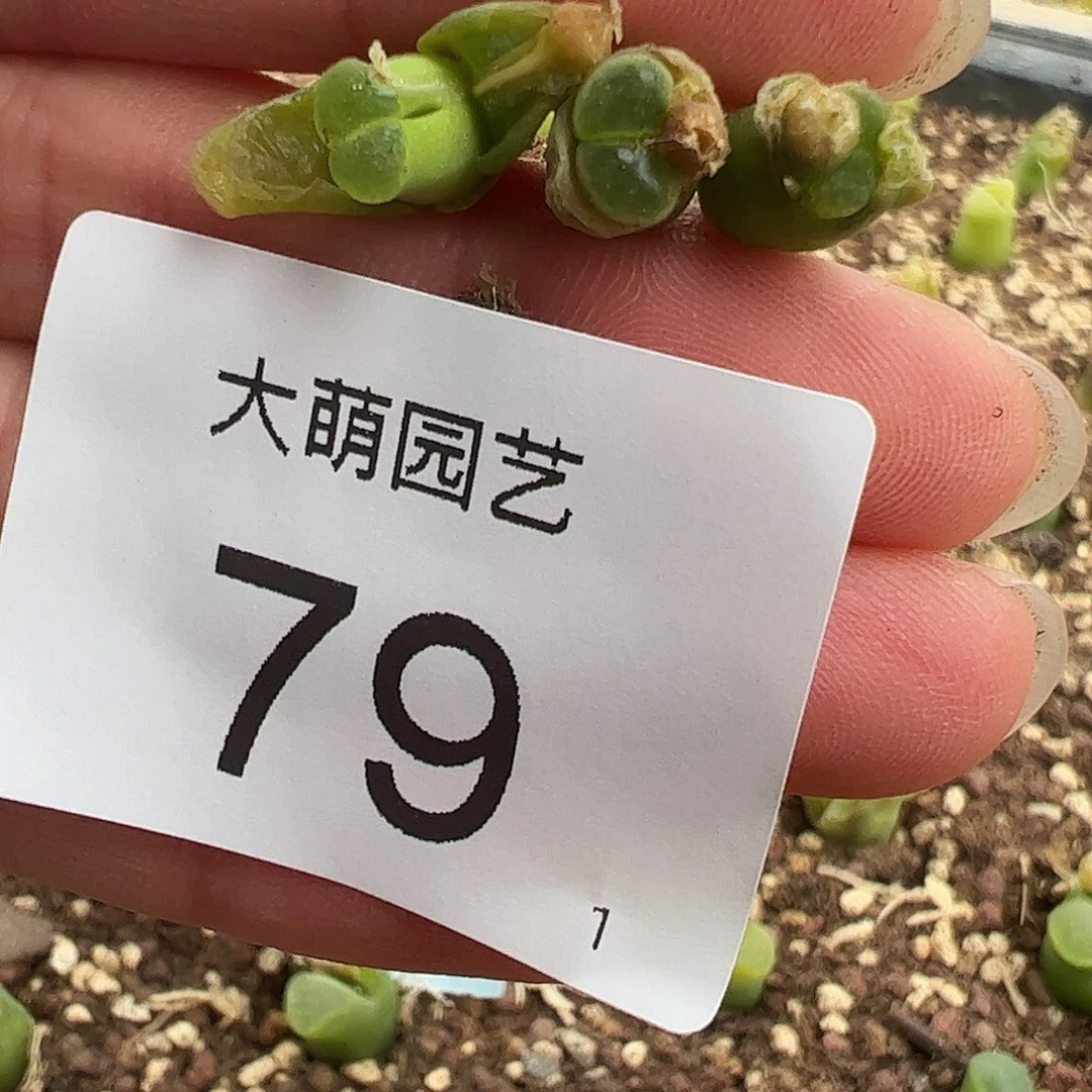 000079量拍SB805佛肚风铃3颗小体型