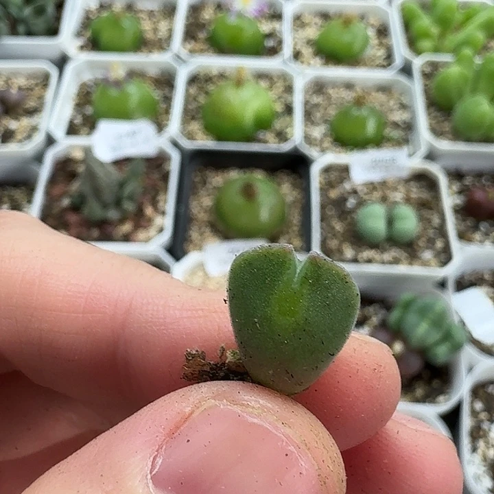 阿***乾老马生石花空蝉2084
