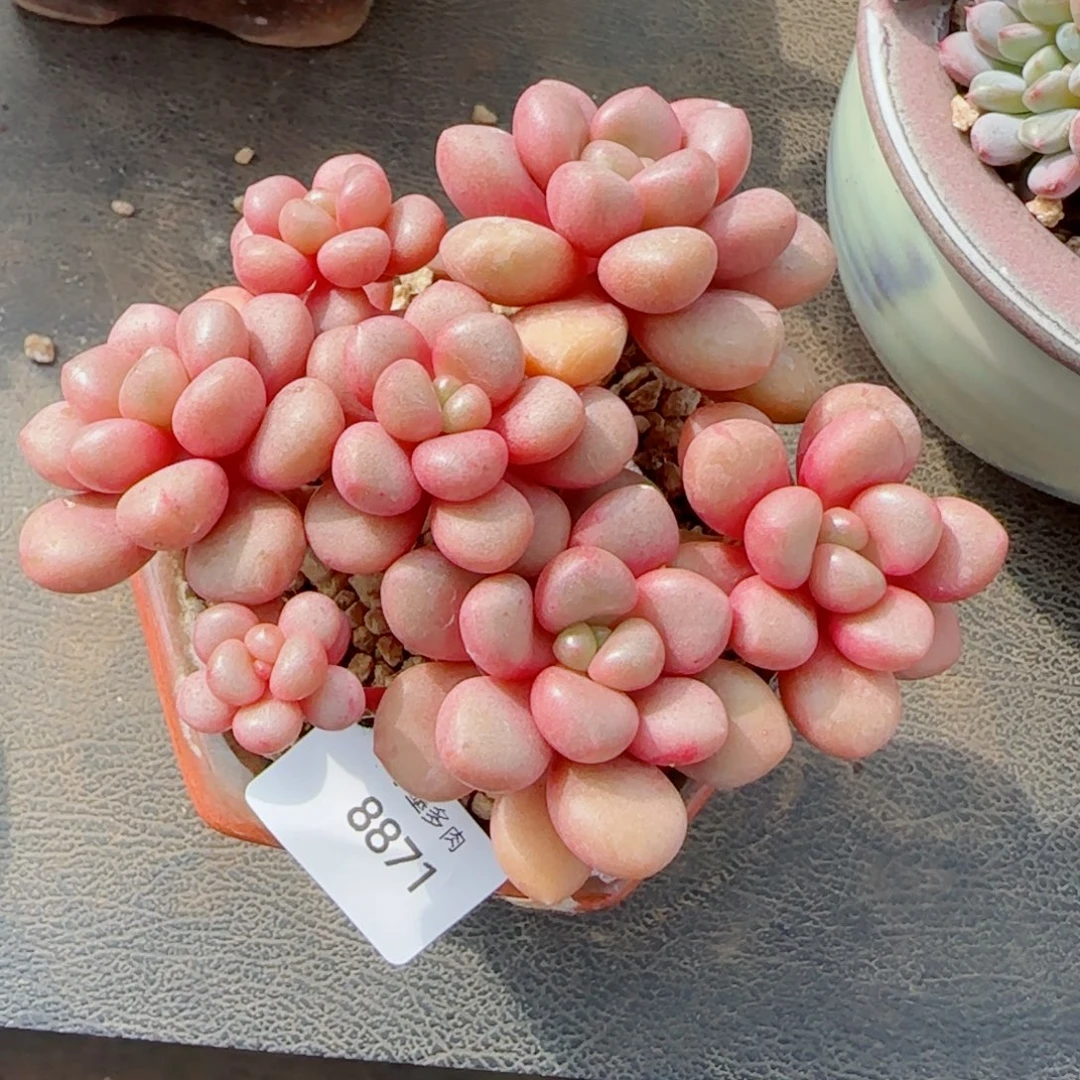 先锋派，8871多肉植物