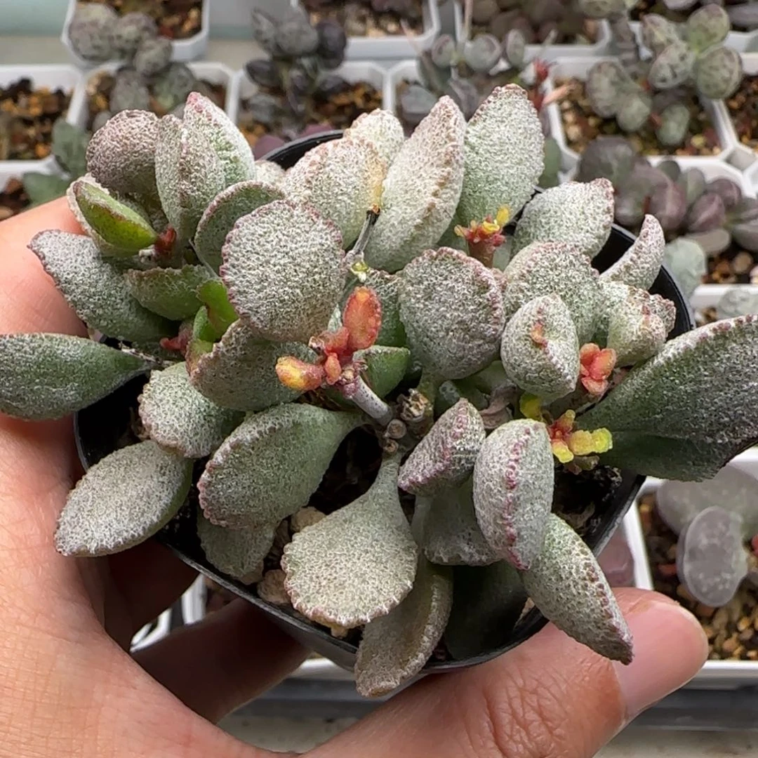 小贝壳水泡多肉植物
