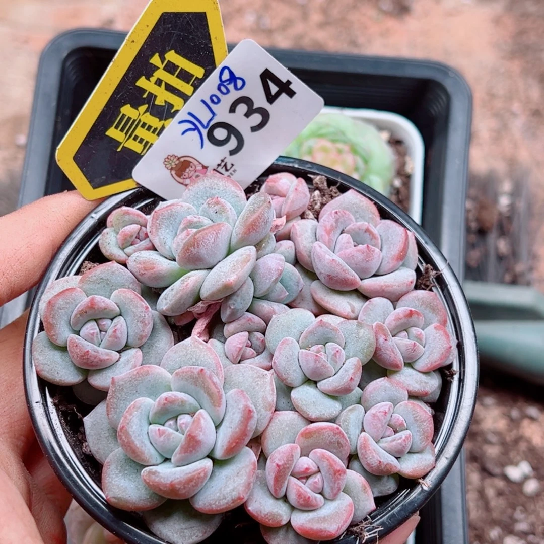 多肉植物多肉植物