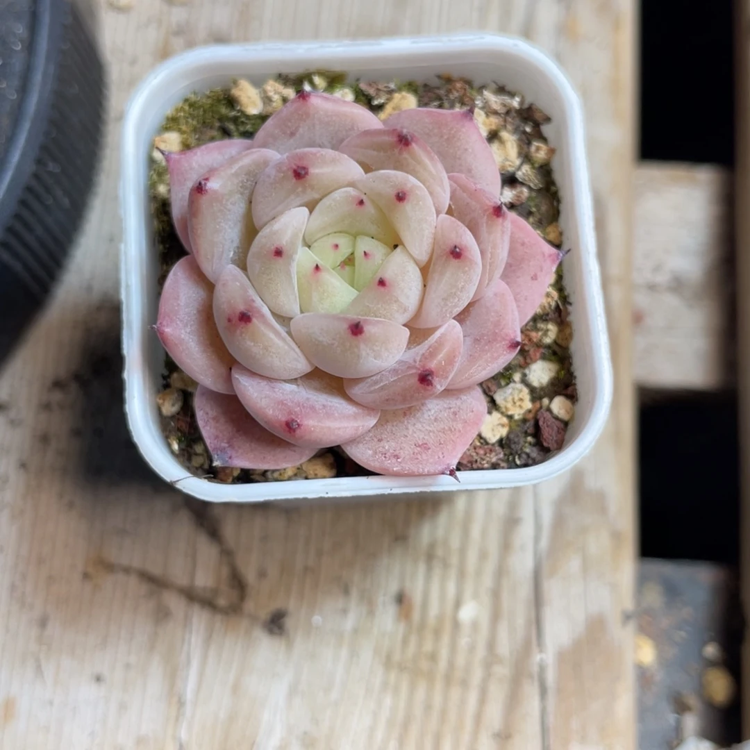 Z1896熊猫睫毛麦杆