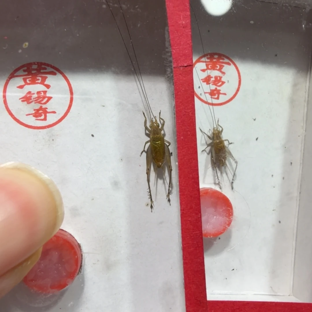 蟋蟀黄总黄蛉偏乌二条