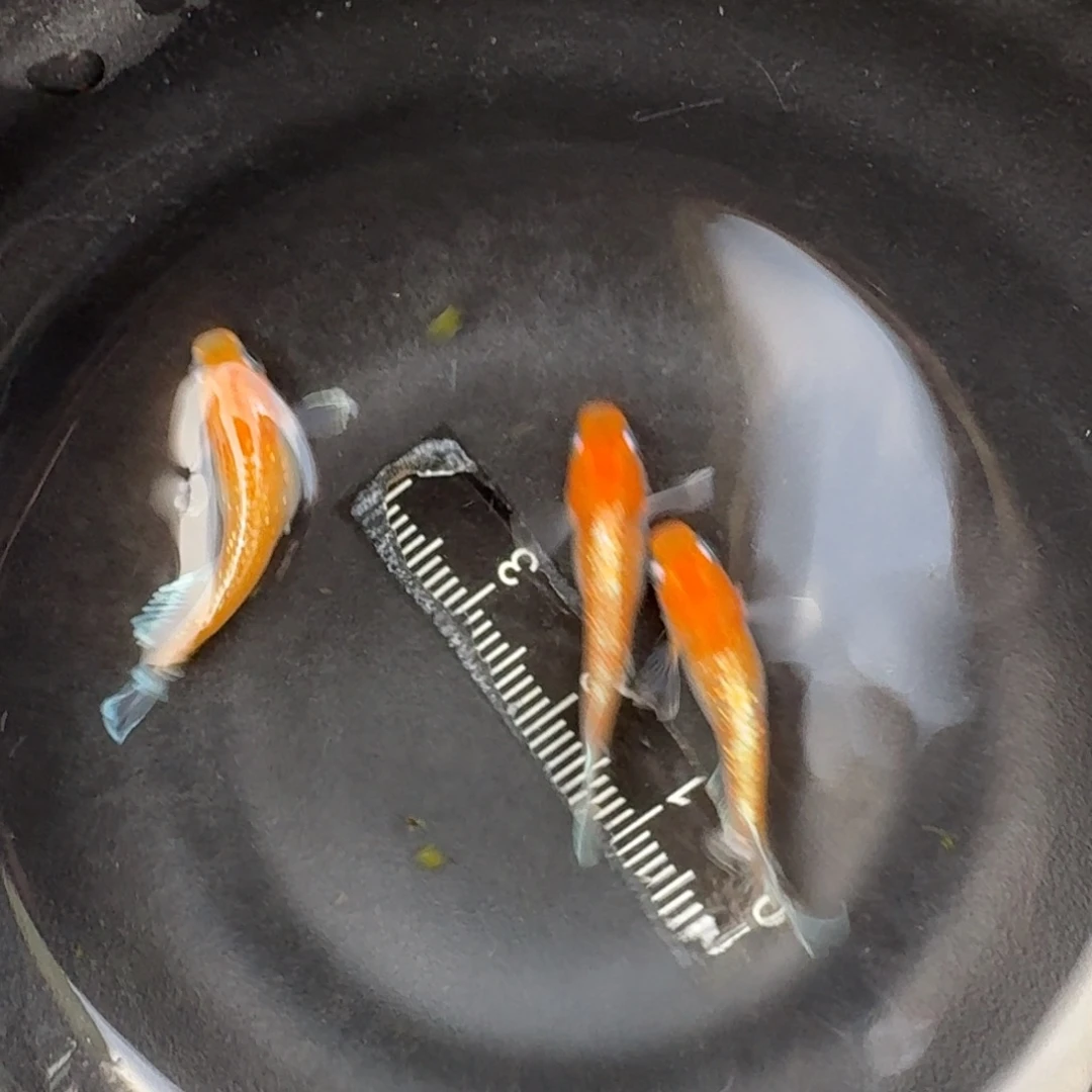 青鳉3号 赤壁红白1公2母