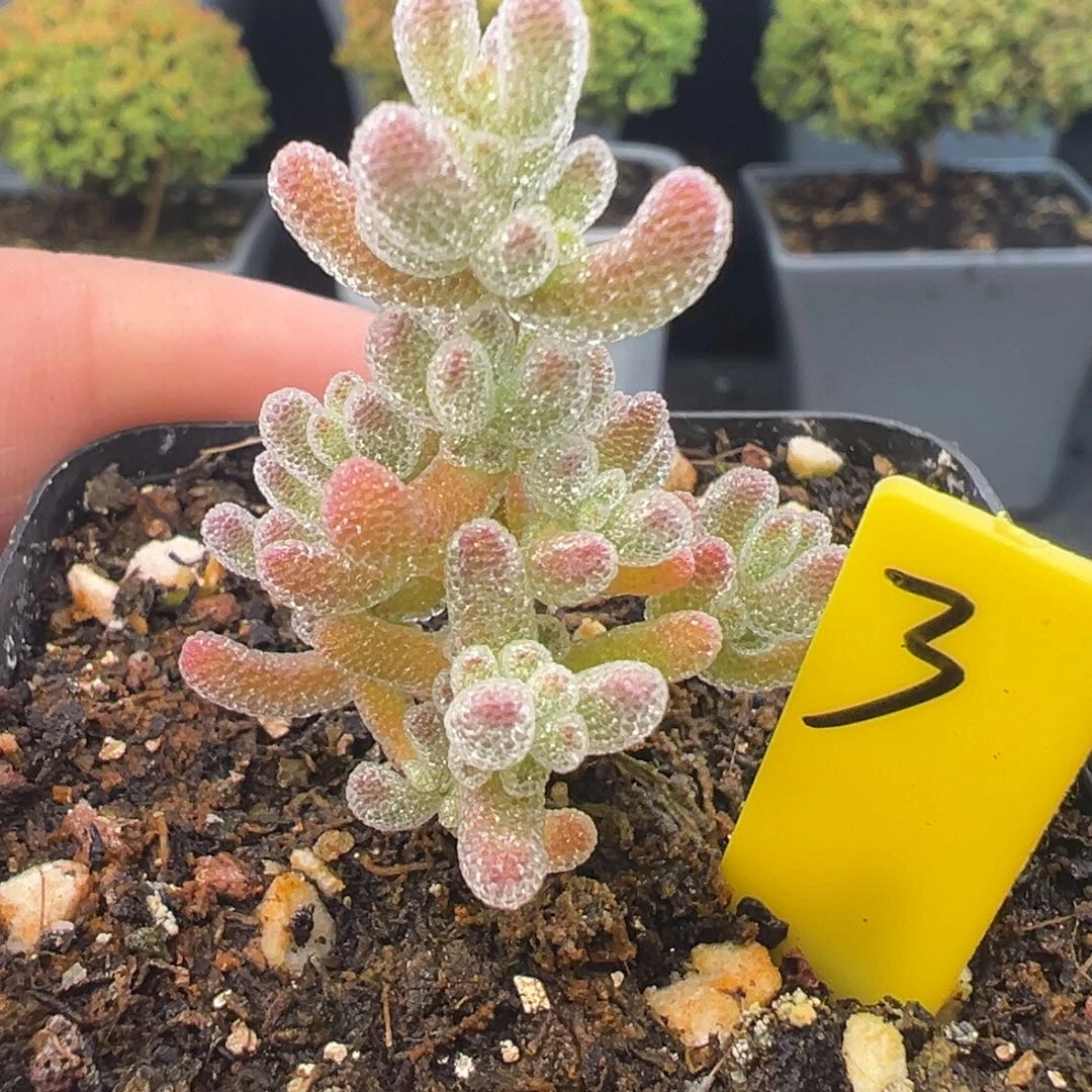 粉冰晶3号5.5cm盆