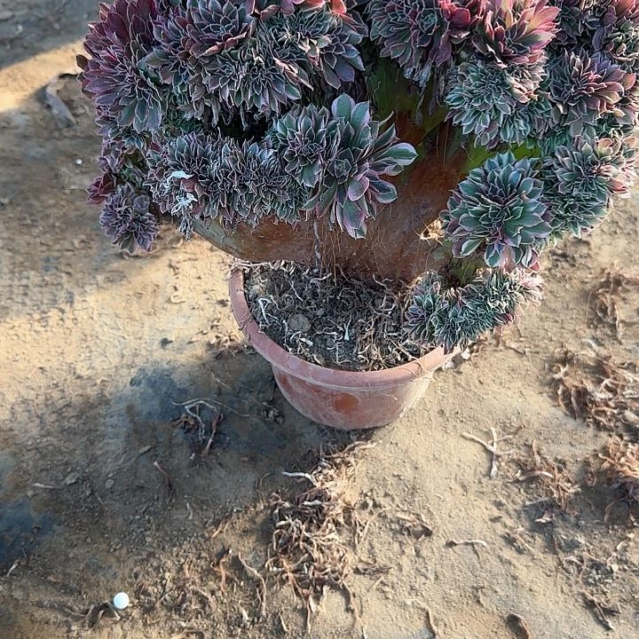 梁*姐缀话脱土发货缀话