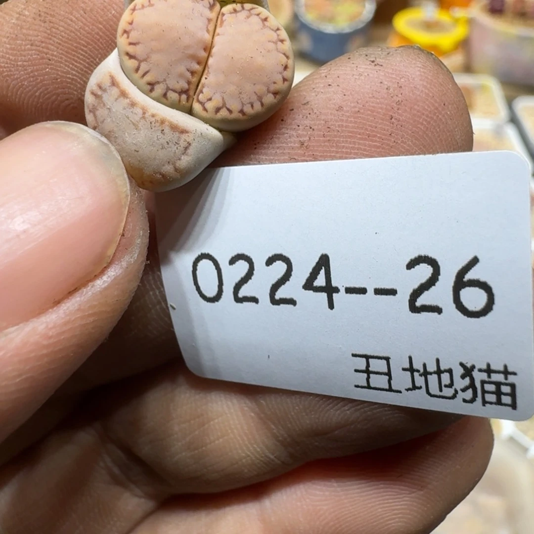 浅****?0224/026生石花