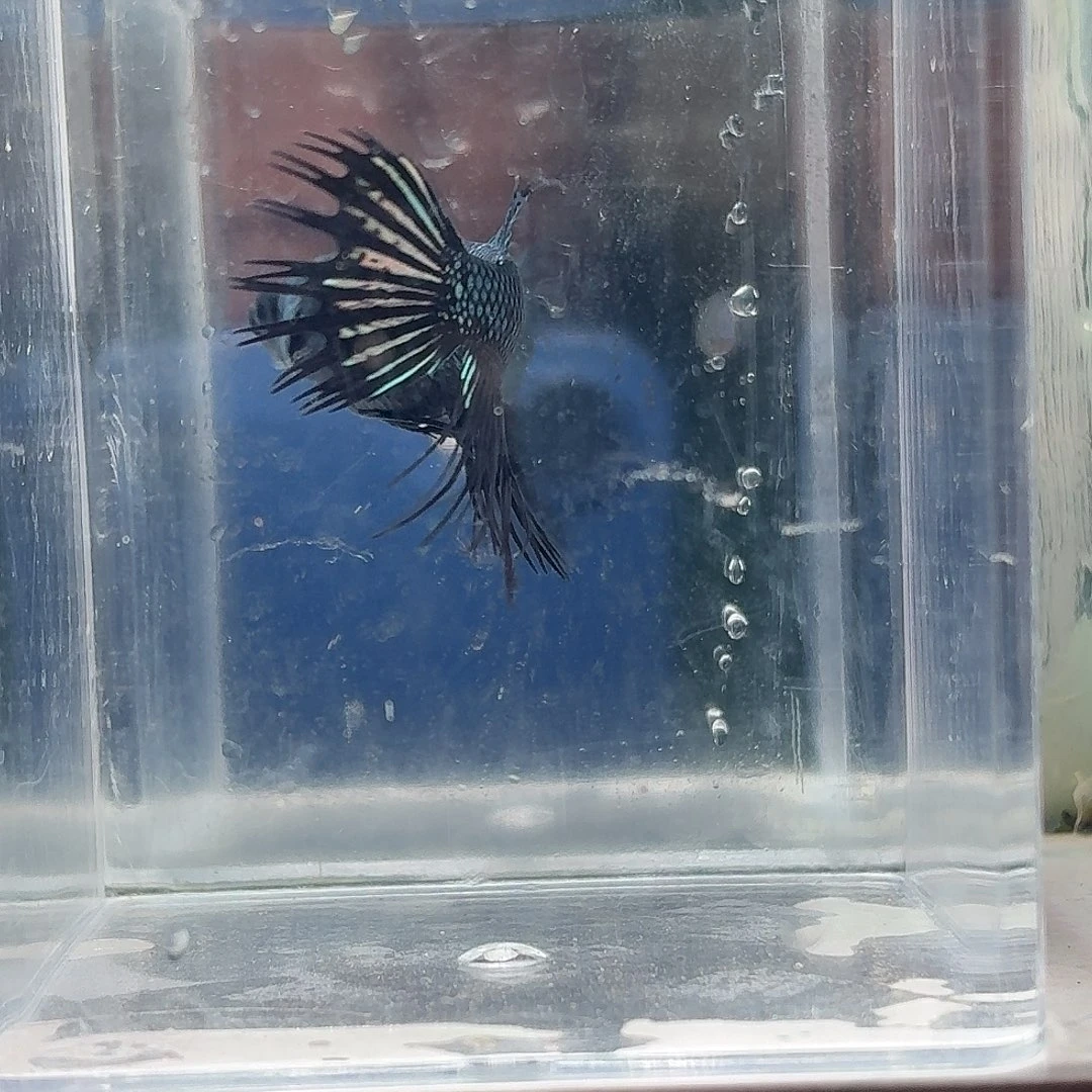 斗鱼泰国斗鱼直播150