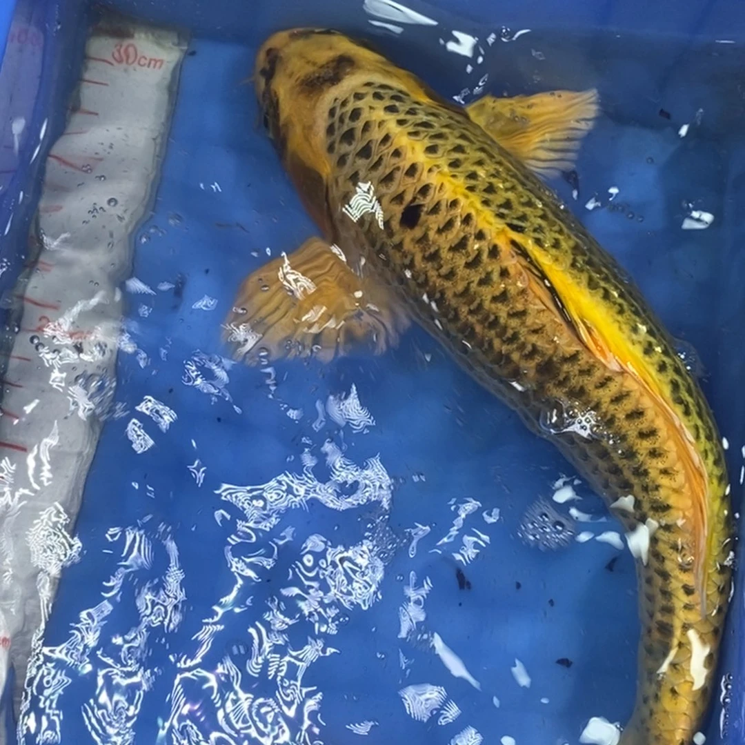 锦鲤冷水金龙包邮
