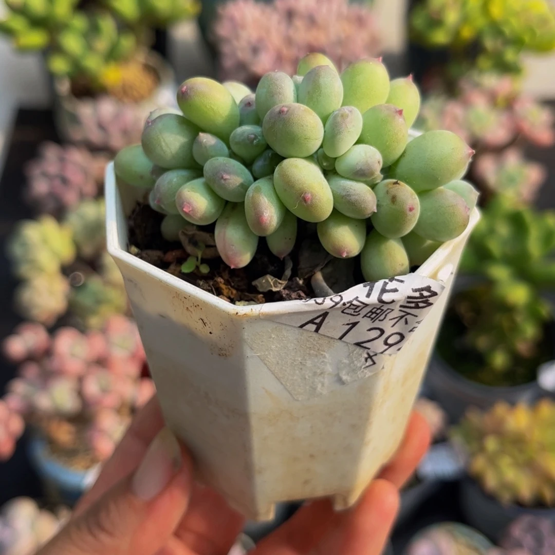 1294苹果奶5cm多肉