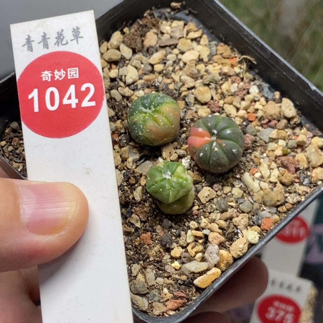 实生失水兜锦三颗