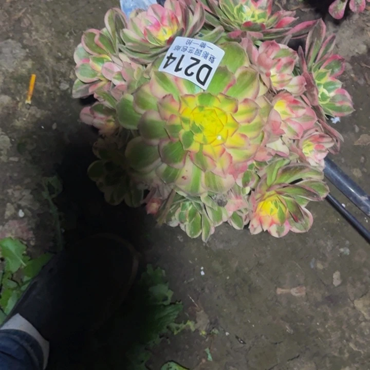 玉芙蓉花30-35包邮花花