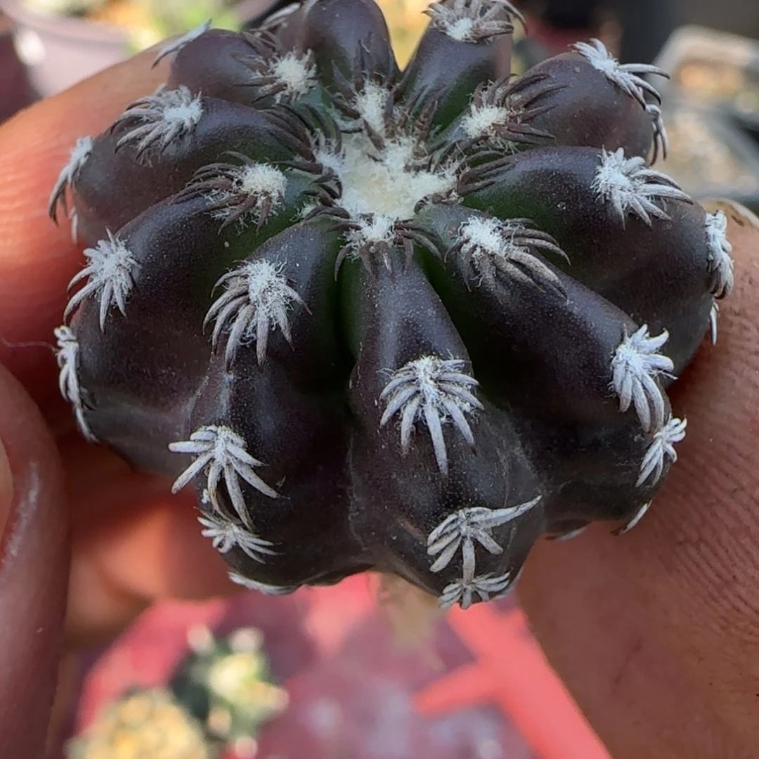 无花朵实生四年猫爪奇特紫皮