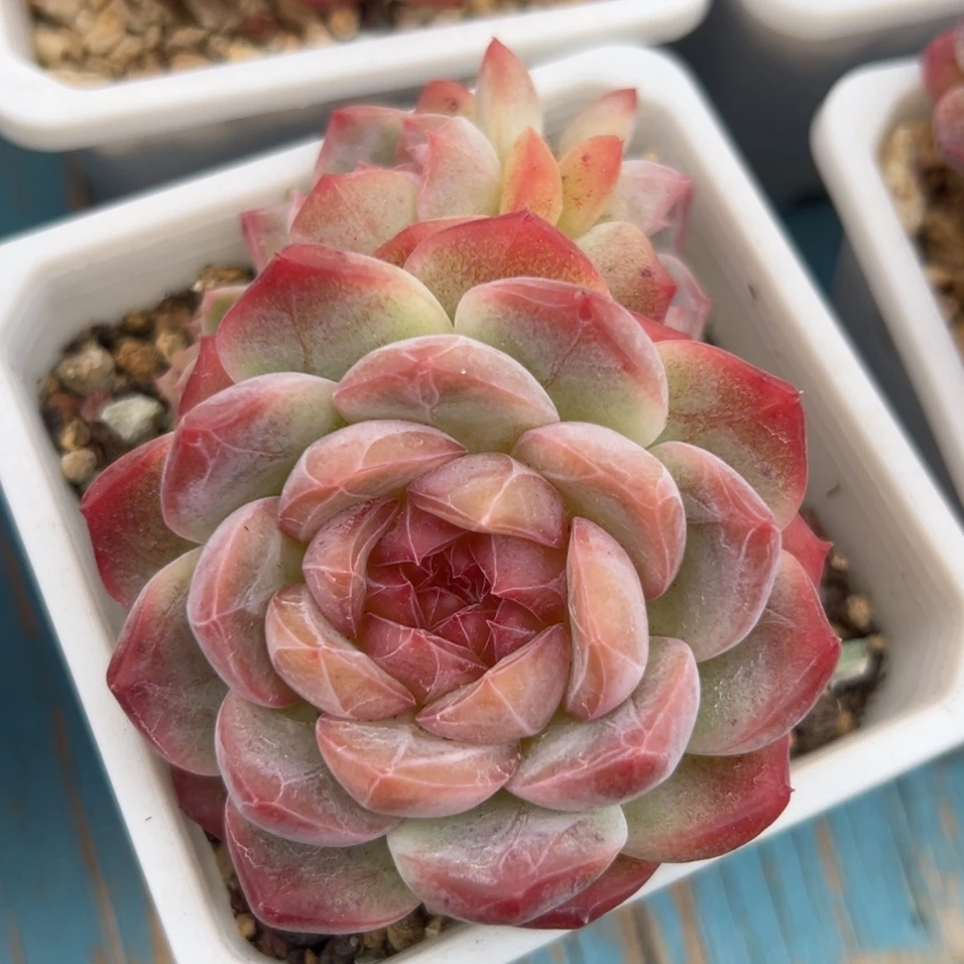 多肉植物一物一拍（64号）