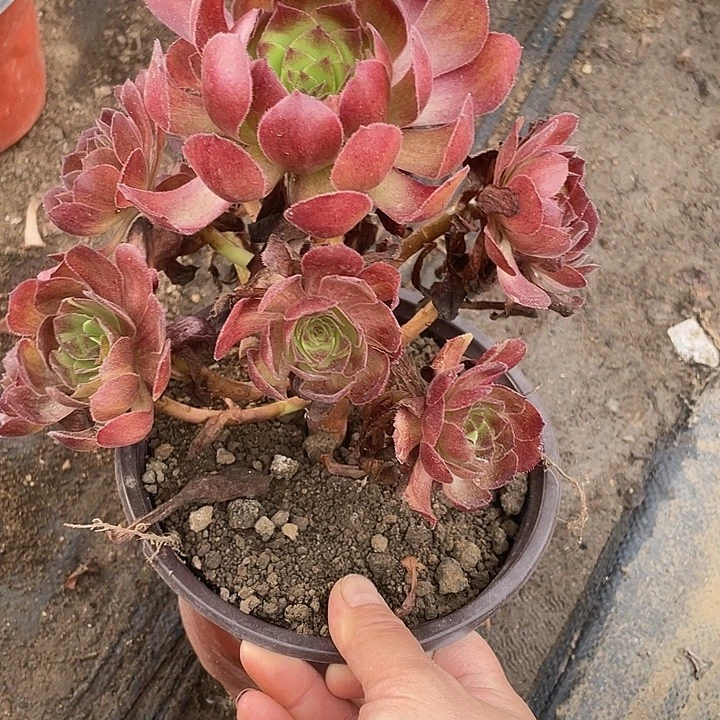 388黑骑士多肉植物法师