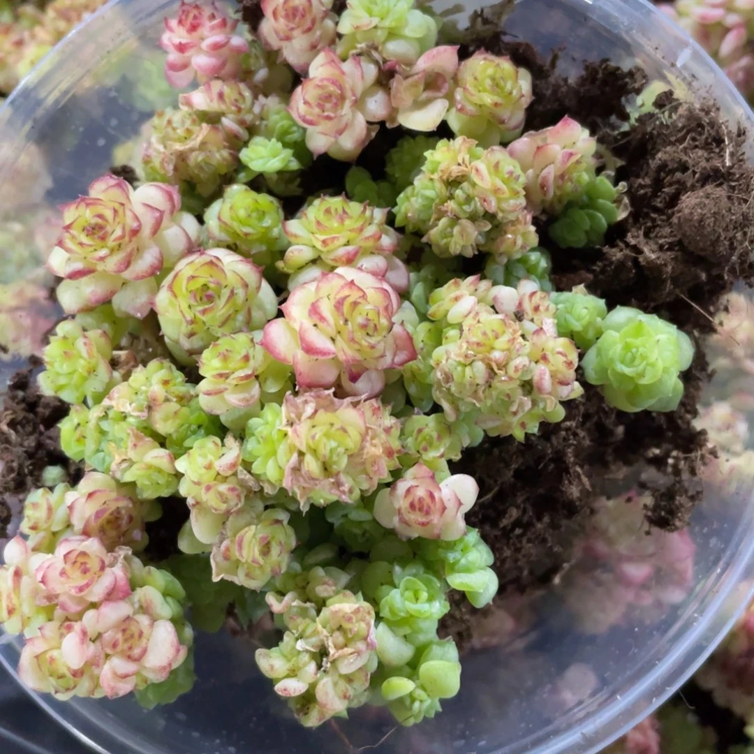 量拍麦秆一份一盒172