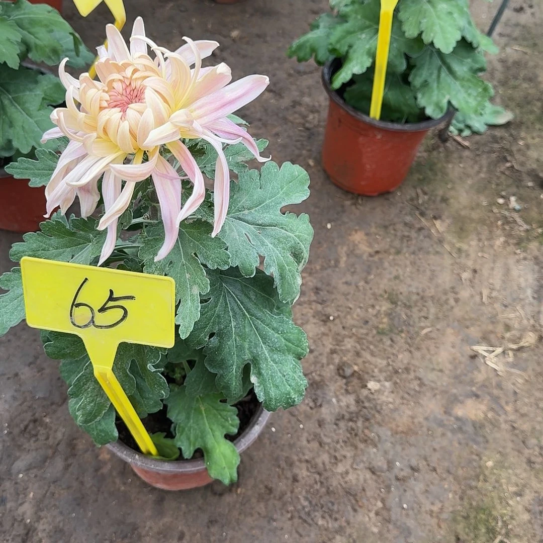 ¹****大部分花苞少量开放65泰然