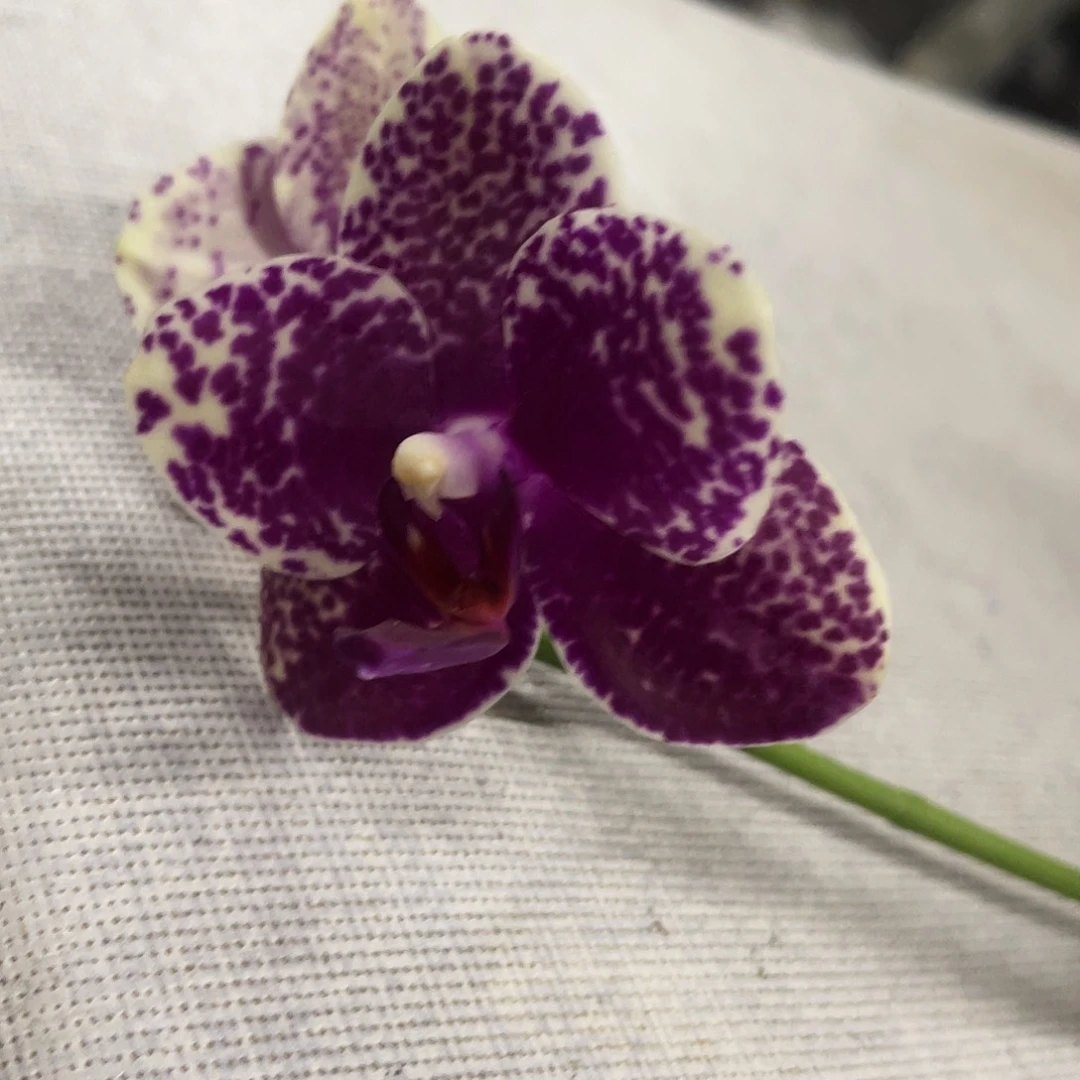 当前无花栽培后可以开花用****4蝴蝶兰实生3.5蜡纸