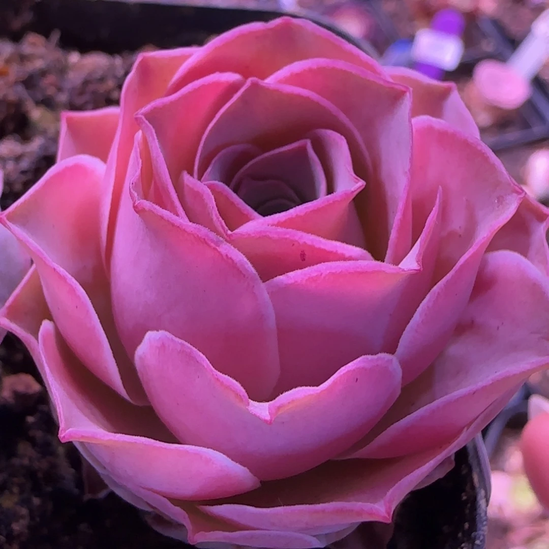 半城玫瑰日耳曼精灵优选107