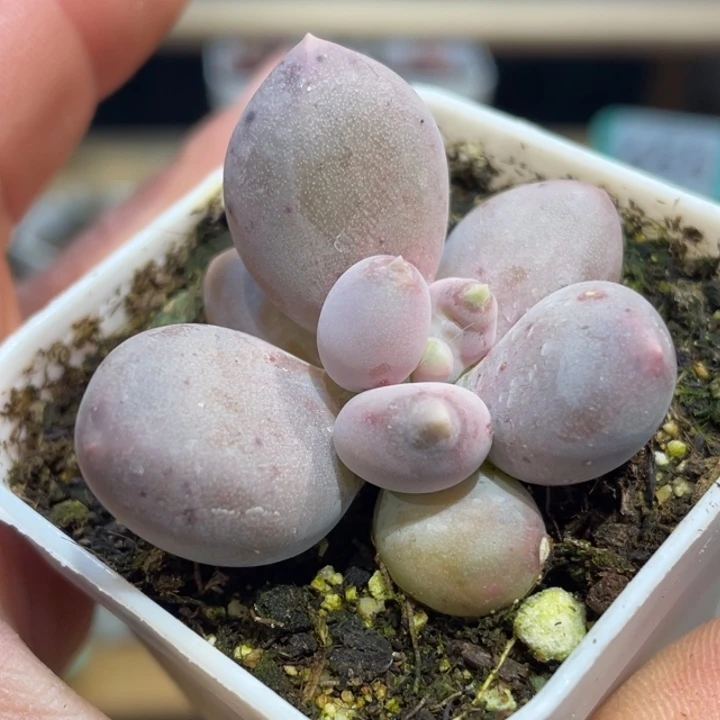 屁桃617带盆号的多肉啊啊啊