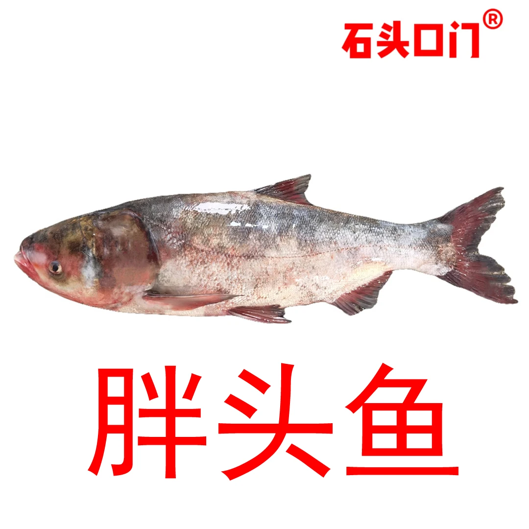 12东北冷水野生鲜活有机胖头鱼（产地长春，天热东三省外冻发）