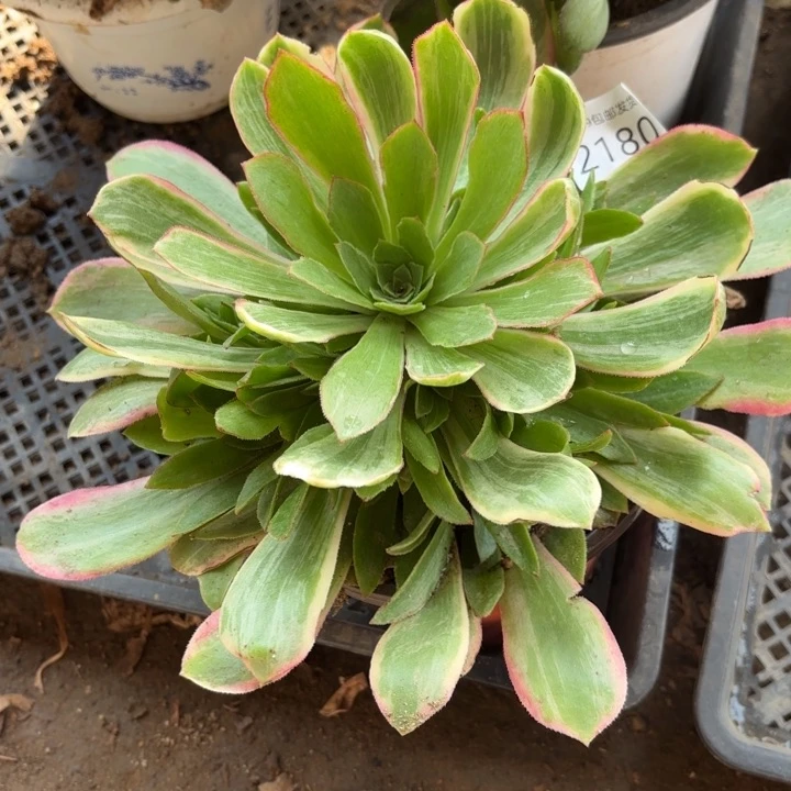 浣纱多肉法师2180